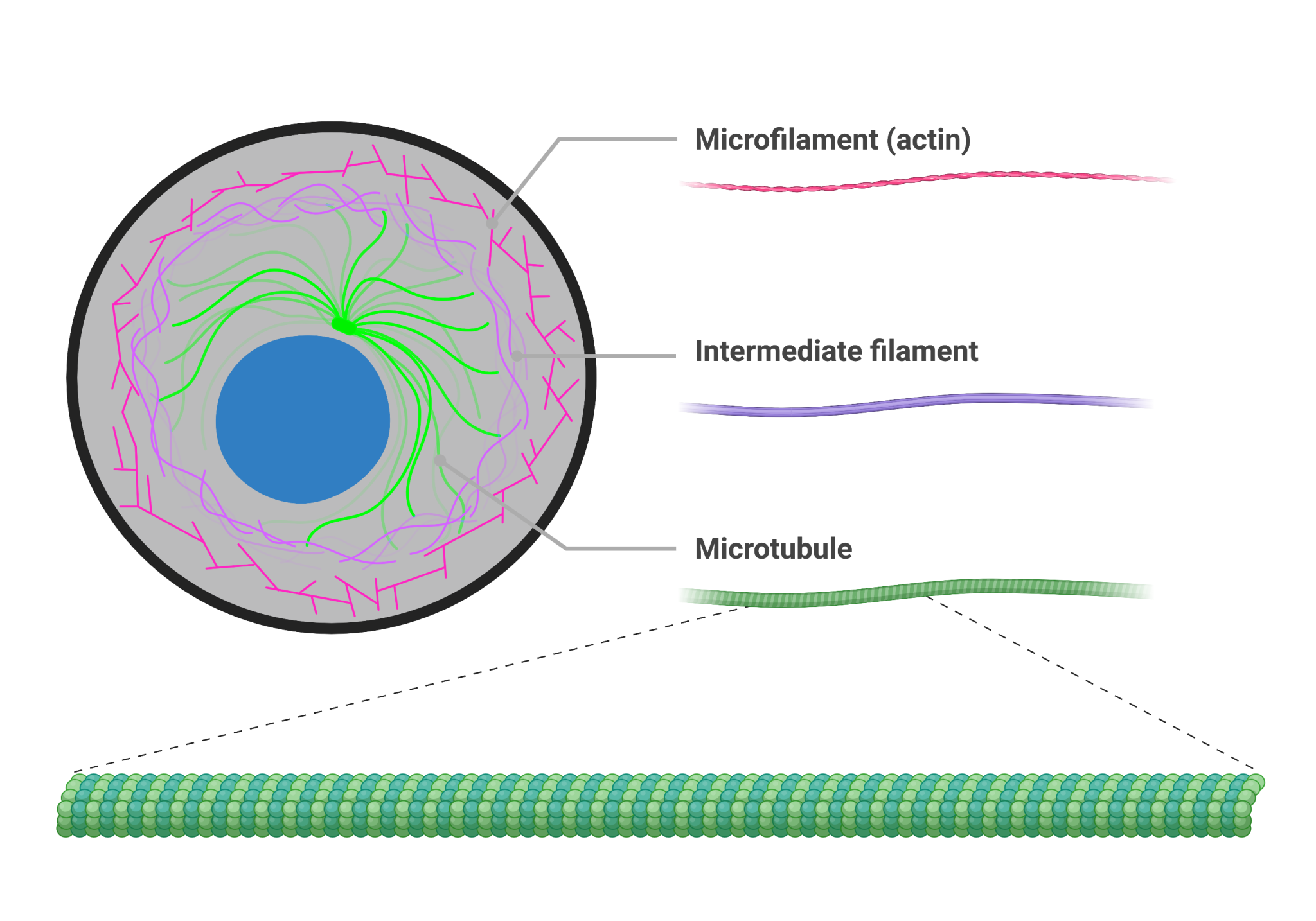 The Cytoskeleton College Biology I