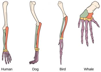 Chapter 12: Evolution – Human Biology