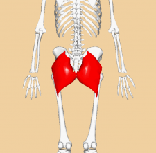 Chapter 20: Muscular System – Human Biology