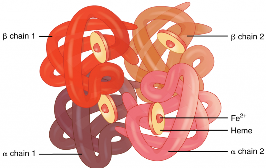 Chapter Structure Determines Function Human Biology