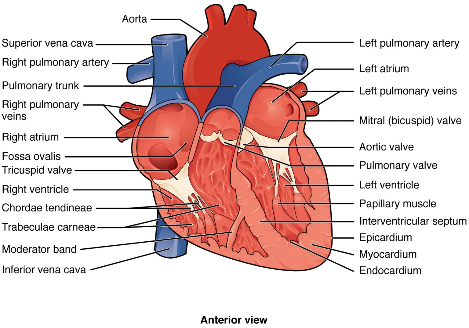 learn-the-anatomy-of-the-heart-by-number-name