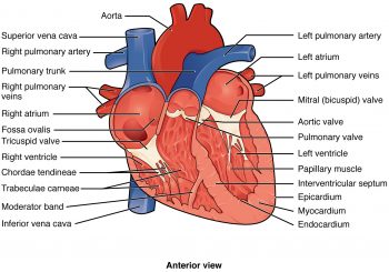 Chapter 10: Structure Determines Function – Human Biology