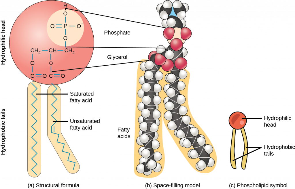 Chapter 3 Chemistry of Life Human Biology