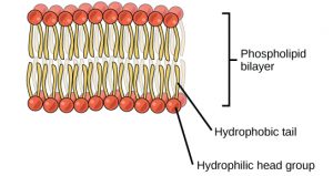 Chapter 3: Chemistry of Life – Human Biology