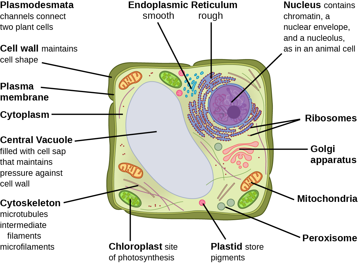 tem-of-plant-cell