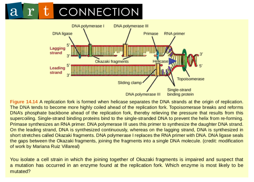 Chapter 9 Dna Structure Protein Synthesis And Gmo S Human Biology