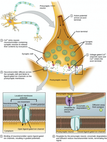 Chapter 13: Nervous System – Human Biology