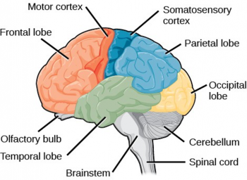 Chapter 13: Nervous System – Human Biology