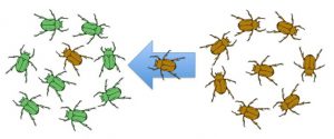 genetic drift microevolution biology mechanisms beetle