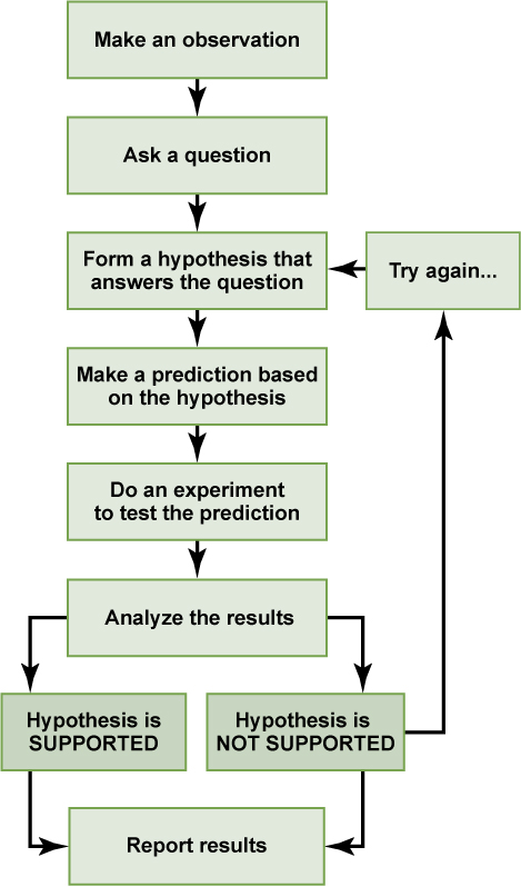 A flow chart shows the steps in the scientific method. In step 1, an observation is made. In step 2, a question is asked about the observation. In step 3, an answer to the question, called a hypothesis, is proposed. In step 4, a prediction is made based on the hypothesis. In step 5, an experiment is done to test the prediction. In step 6, the results are analyzed to determine whether or not the hypothesis is correct. If the hypothesis is incorrect, another hypothesis is made. In either case, the results should be reported.