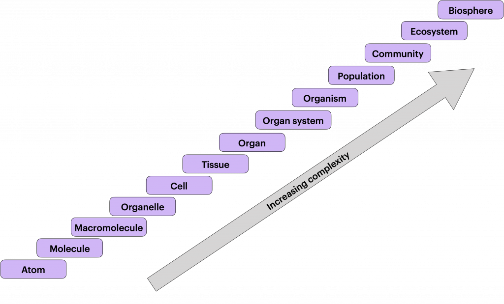 Figure showing the levels of biological organization, from least complex to most complex.