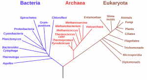 A phylogenetic tree showing that life is divided into three domains -- Bacteria, Archaea, and Eukarya.