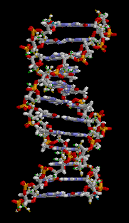 Animation of the DNA double helix