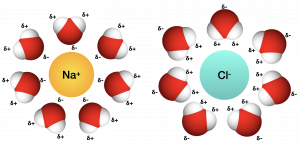 AA sodium ion and a chloride ion, each surrounded by water molecules. The partially negatively charged oxygen atoms of water are pointed toward the positively charged sodium ion. The partially positively charged hydrogen atoms of water are pointed toward the negatively charged chloride ion.