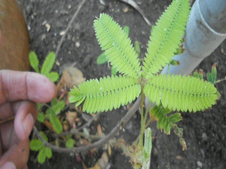 Video showing the leaves of a Mimosa pudica plant folding inwards upon being touched