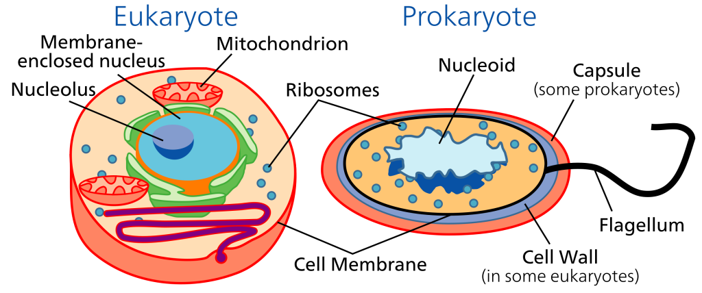 comparison of a eukaryote and prokaryote cell, showing that both have ribosomes and a cell membrane, and that only eukaryotes have a nucleus