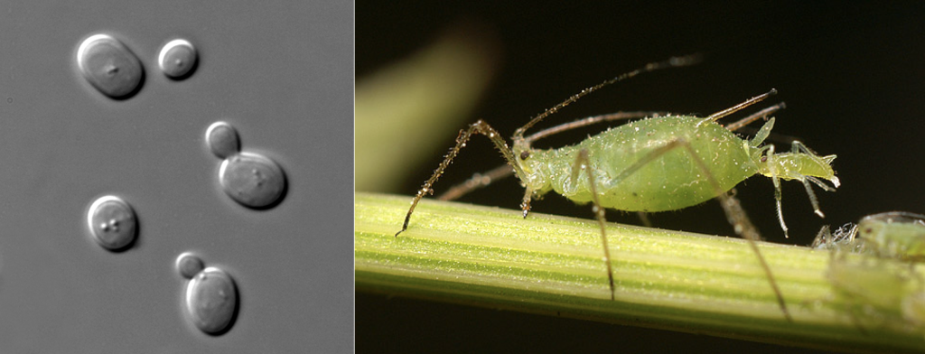 Yeast cells reproducing asexually; an aphid giving birth.