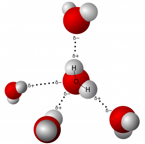 Four water molecules shown in a space-filling model. The partial negative charge of oxygen and partial positive charges of hydrogens are shown. Dotted lines representing hydrogen bonds are between the oxygen and hydrogen atoms.