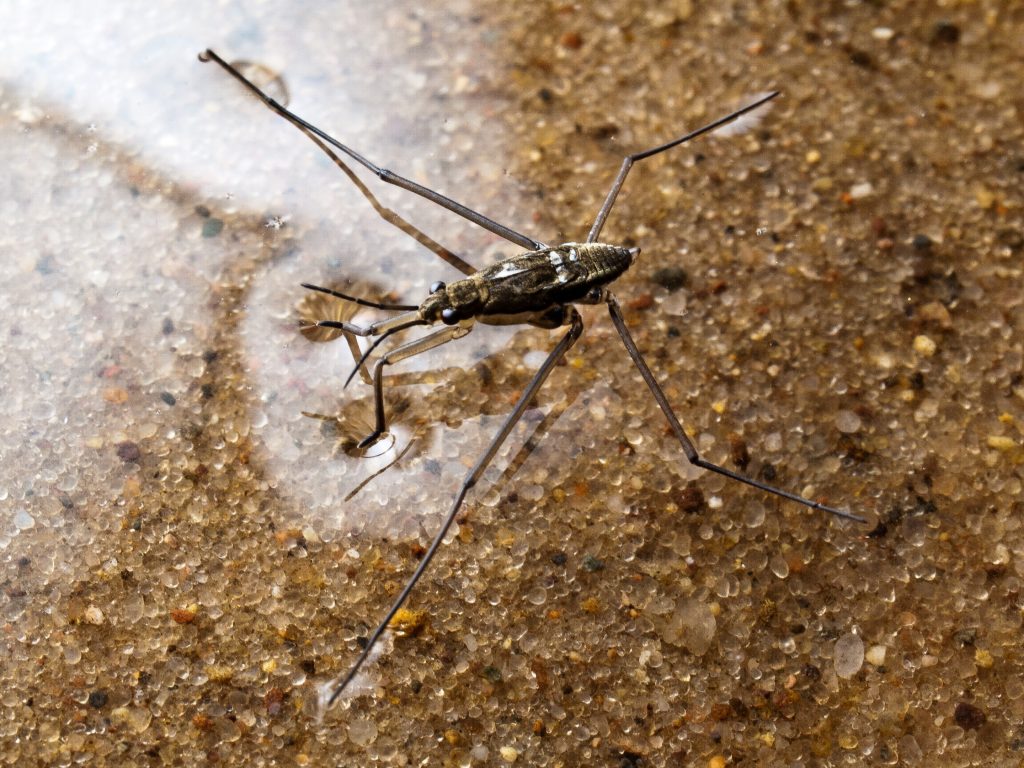 A water strider staying on top of the surface of the water. Its feet make visible depressions on the surface of the water.