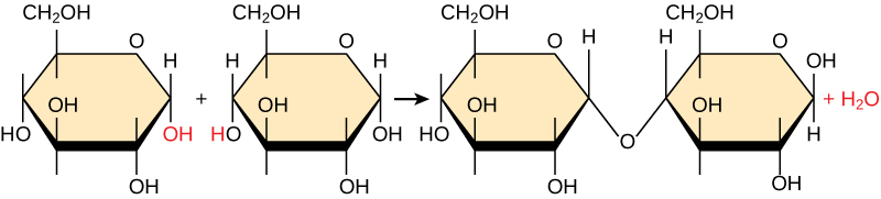 Shown is the reaction of two glucose monomers to form maltose.