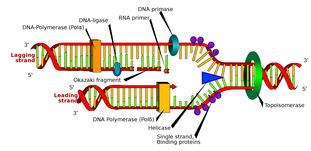 Enzymes at a replication fork