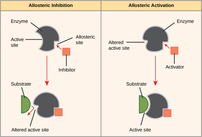 Allosteric inhibition and activation of enzymes
