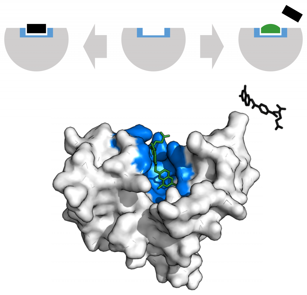 Competitive inhibition of an enzyme