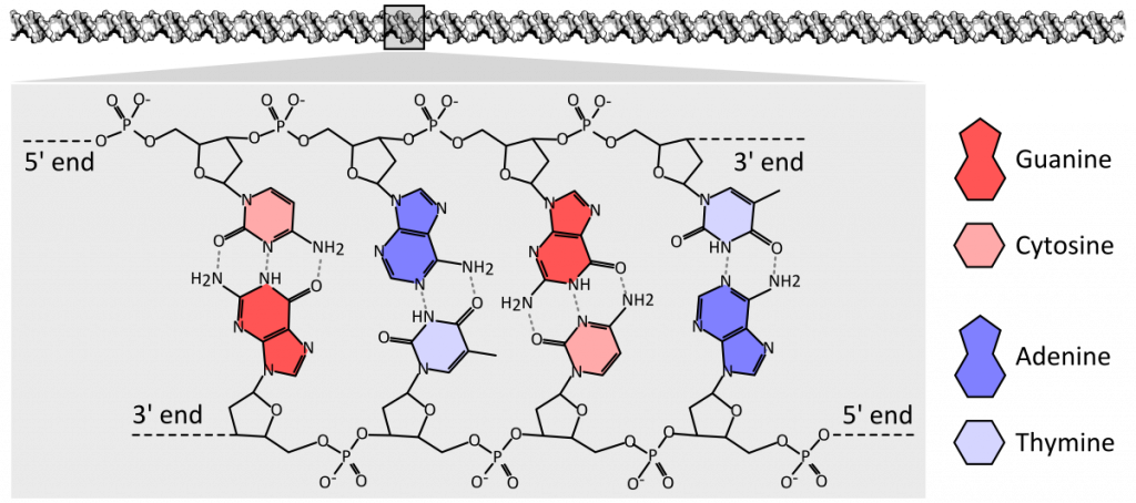 DNA chemical structure