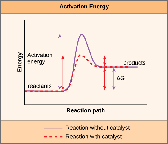 Enzymes lower activation energy