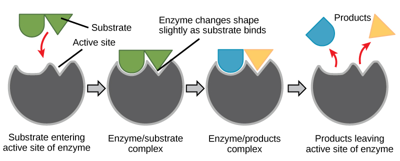 Enzymes bind and change substrate(s)