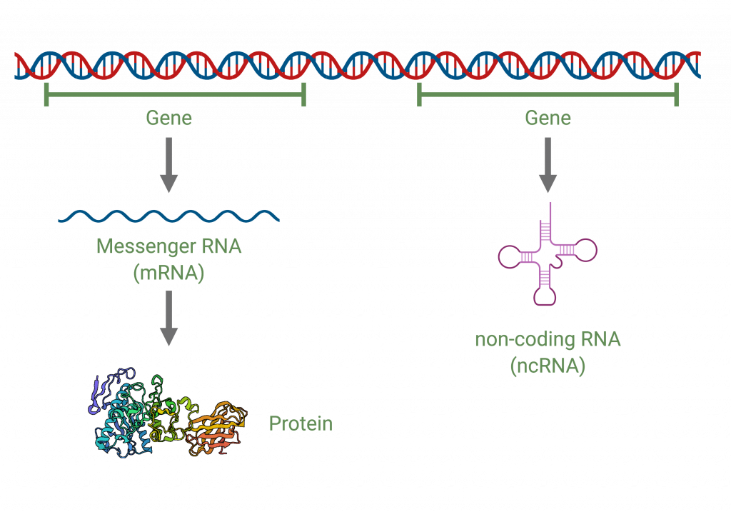 A gene can code for either a protein product or a non-coding RNA