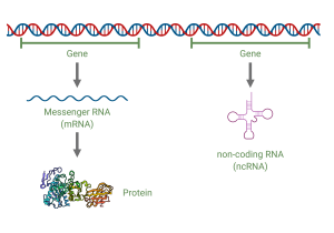 12.3 Organization of DNA in the cell – College Biology I