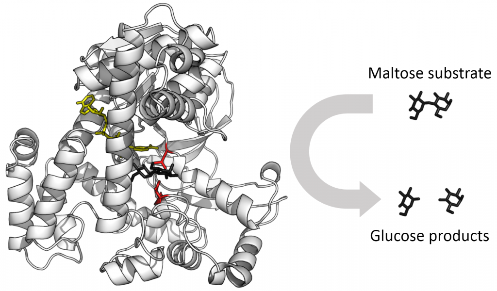 Glucosidase converts maltose into two glucose molecules