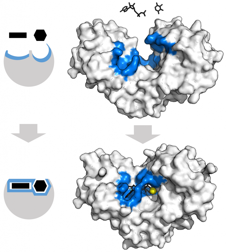 Binding of xylose and ATP to hexokinase via induced fit.