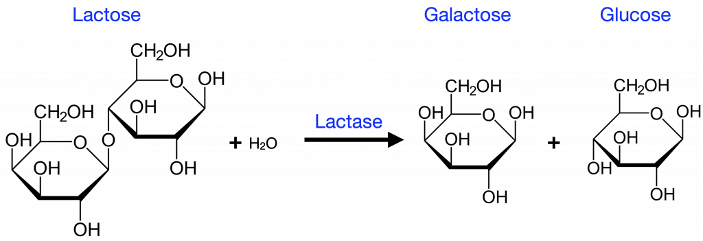 Lactose breaking down into galactose and glucose