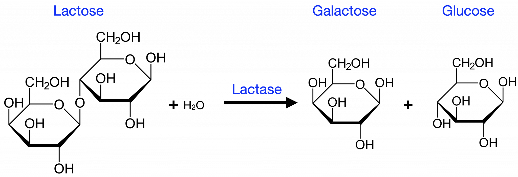 8 1 Metabolic Pathways College Biology I 8-1-metabolic-pathways-college-biology-i