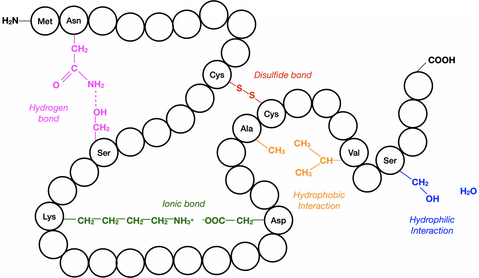 7.3 Protein Structure – College Biology I