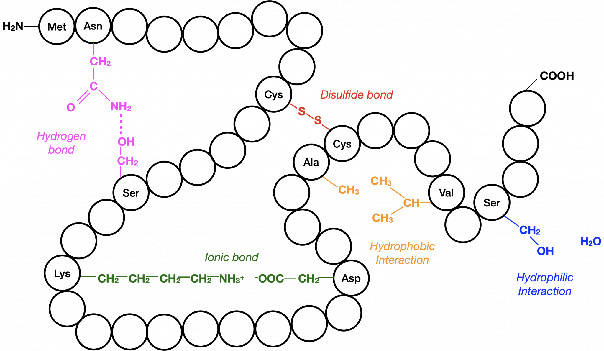 73 Protein Structure College Biology I