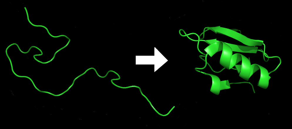 A polypeptide before and after folding