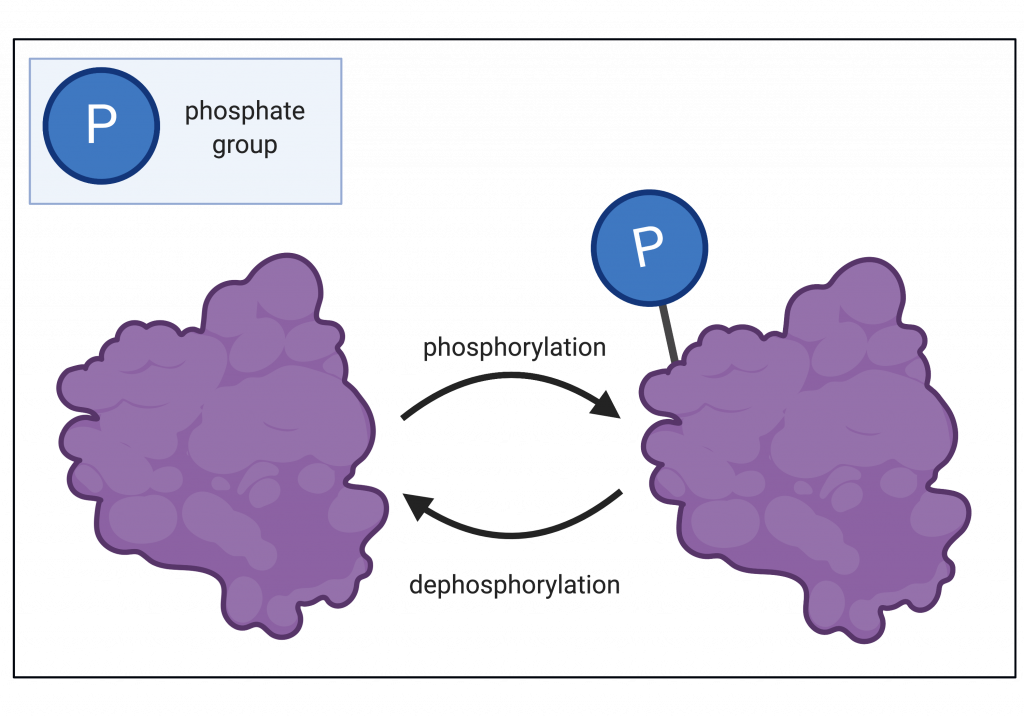 7.4 Protein Folding, Regulation, and Denaturation College Biology I