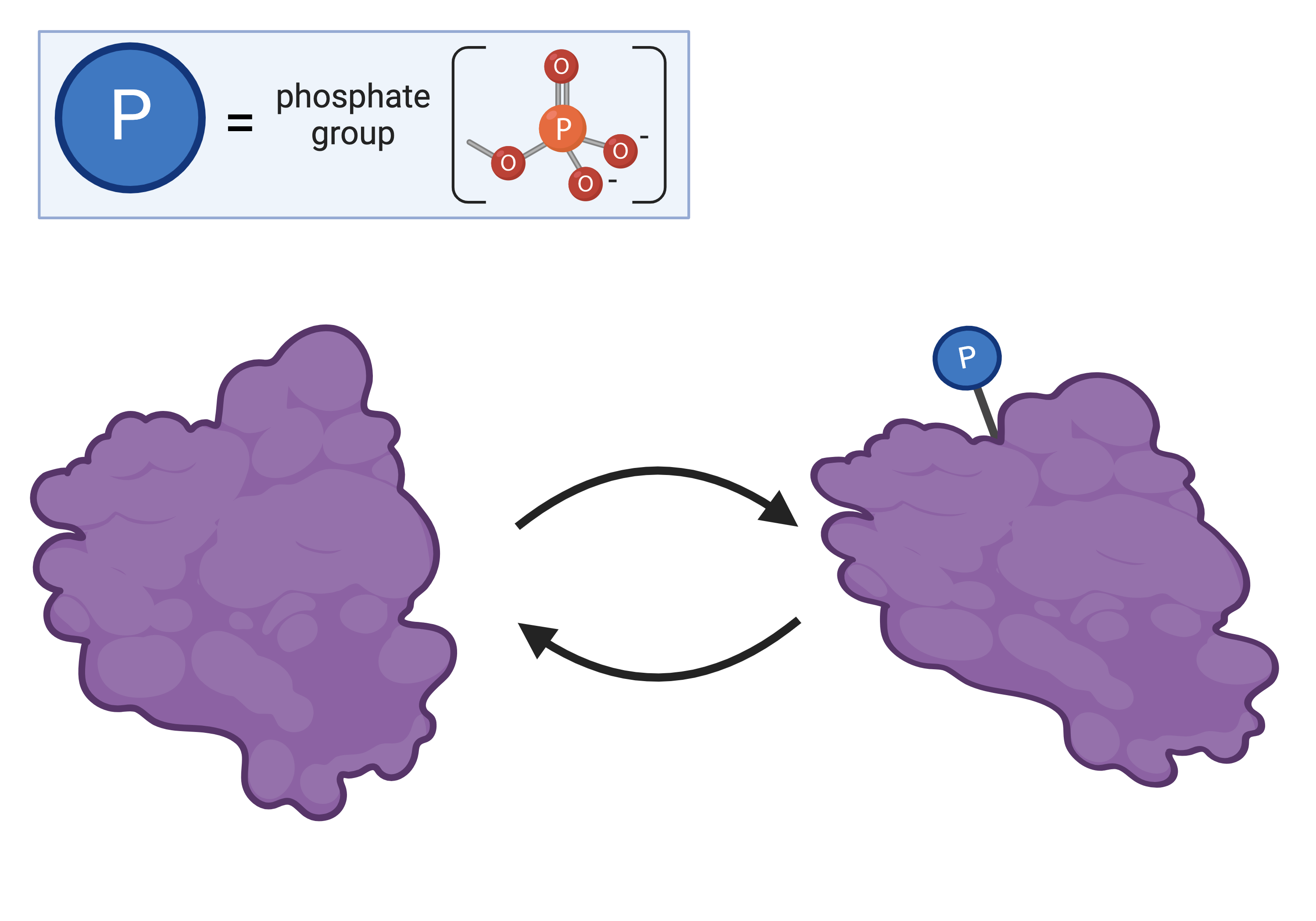 Phosphorylation and dephosphorylation. At left is a molecular surface diagram of a globular protein. There is an arrow pointing to the right with the label phosphorylation. At right is the same protein with a line attaching it to a circle labeled Upper P. An arrow points from this figure back to the protein at left and is labeled dephosphorylation.