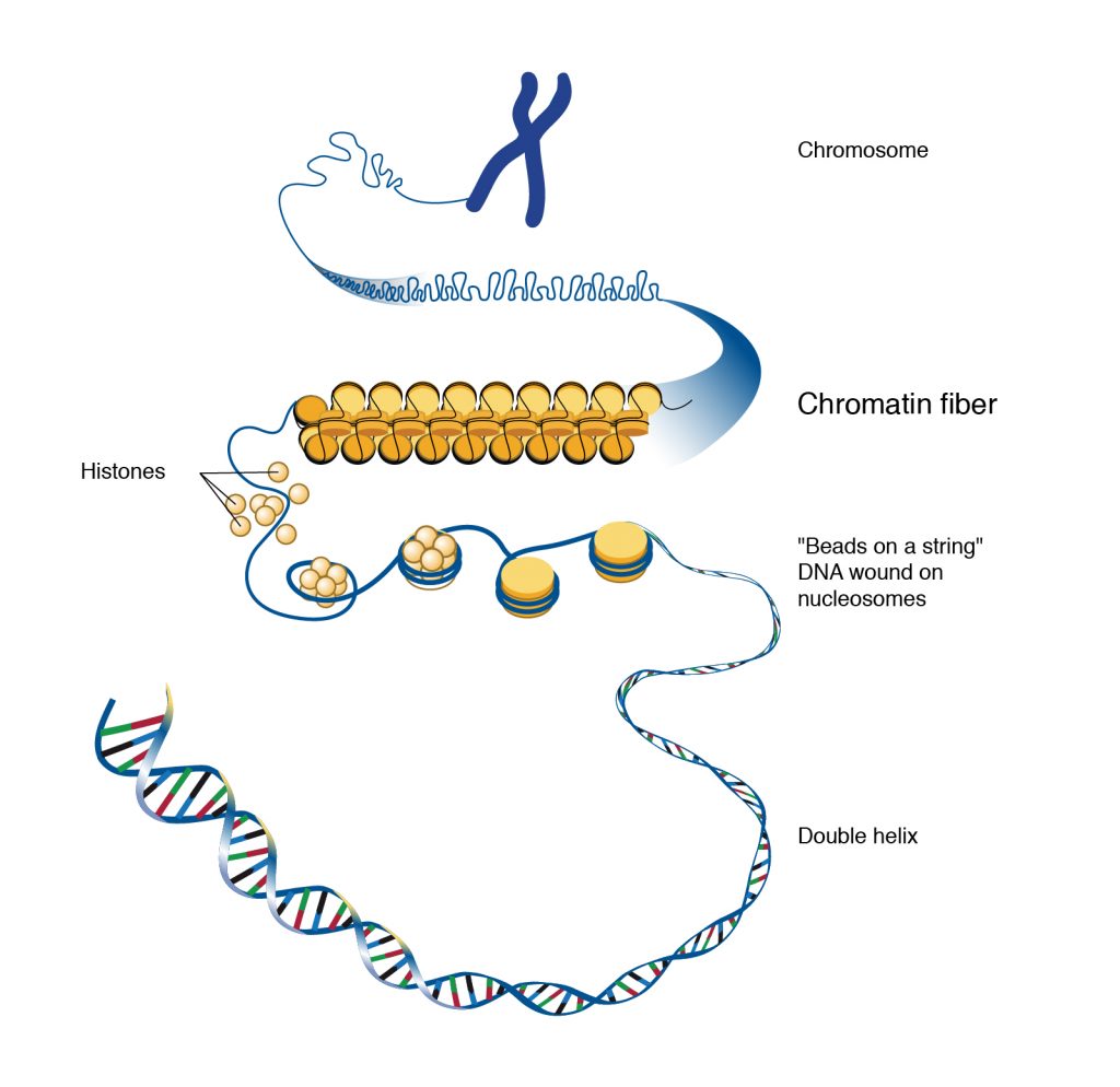 Organization of DNA in a chromosome