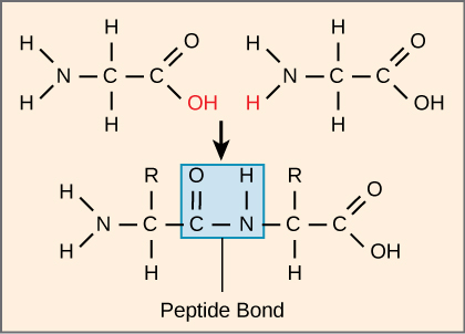 Peptide bond formation via dehydration synthesis