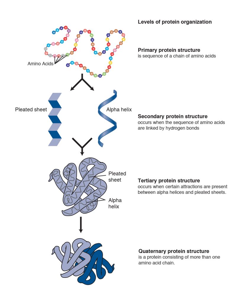 7.3 Protein Structure – College Biology I