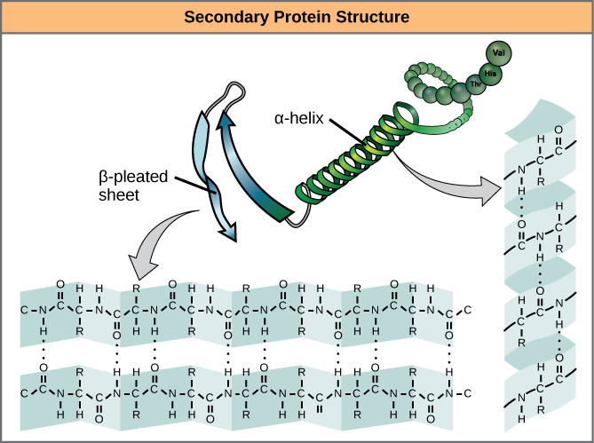 Secondary protein structure, alpha-helix and beta-pleated sheet
