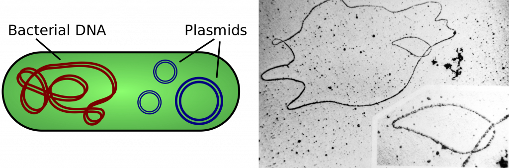 Bacterial DNA is circular.