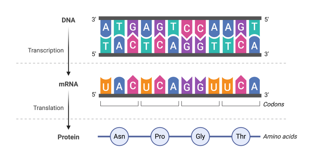 The central dogma, shown with sequence information