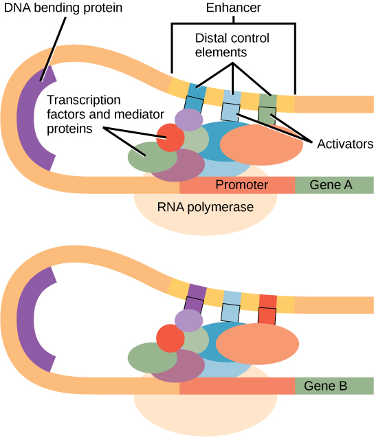 Enhancers regulating transcription.