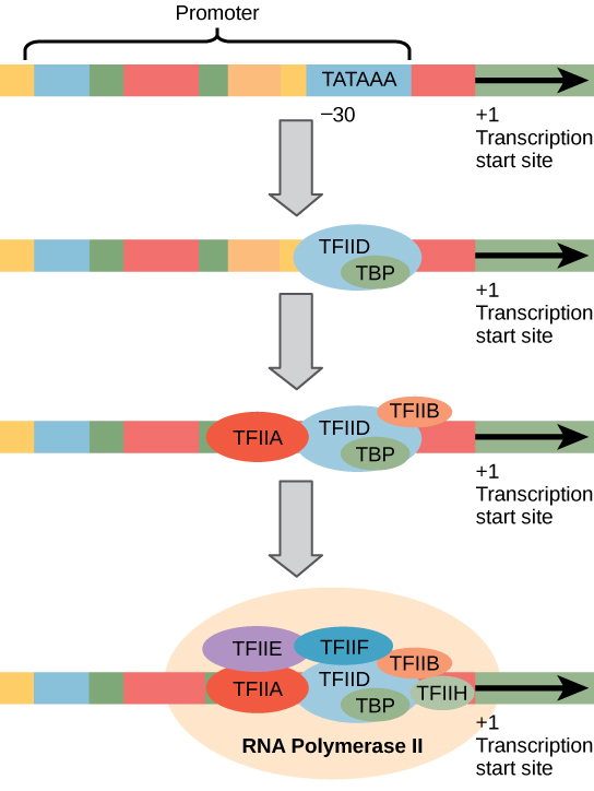 Transcription factors and RNA polymerase II at a eukaryotic promoter.