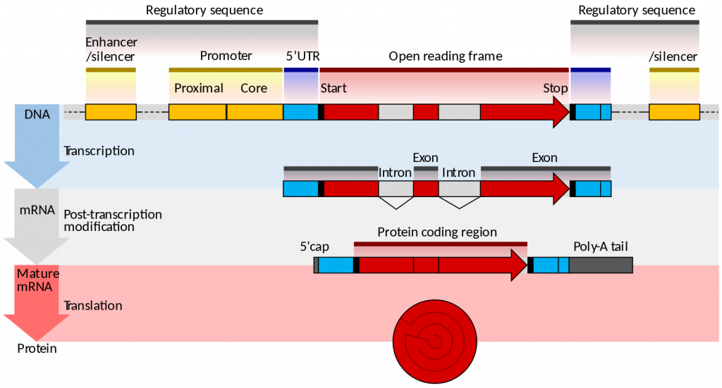 Illustration of a protein-coding eukaryotic gene, the pre-mRNA, and mature mRNA that it produces